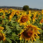 Girasoles