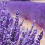 Lavanda